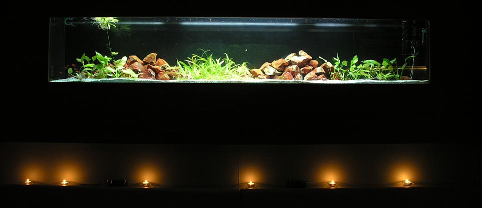 Aquarium in Discothek, Lörrach