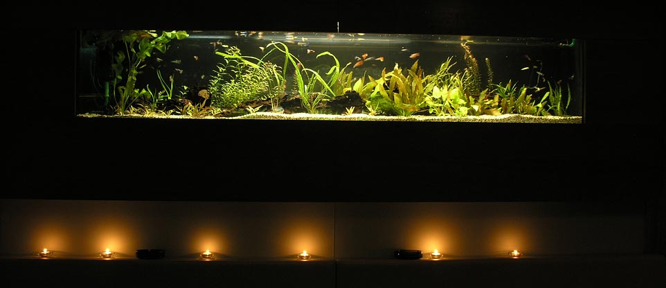 Aquarium in Discothek, Lörrach