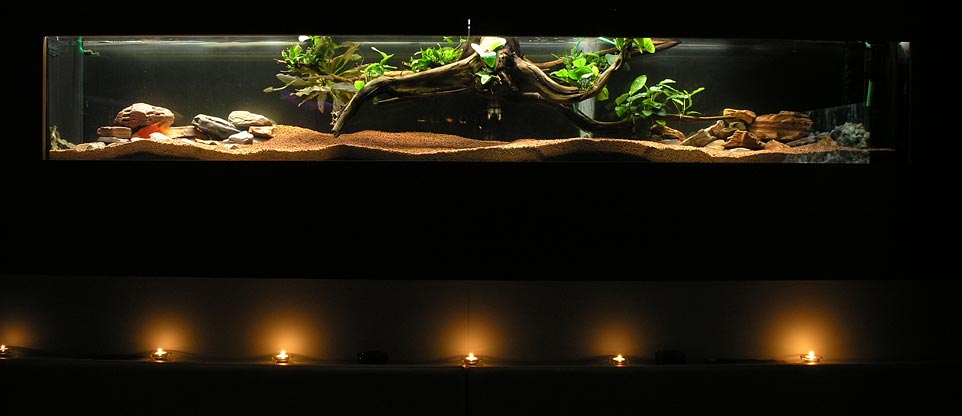 Aquarium in Discothek, Lörrach