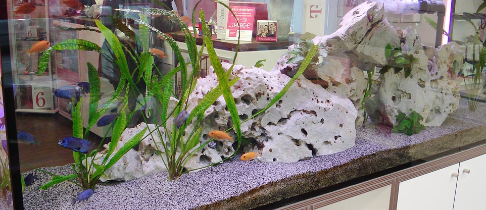#nivoslider-caption-4 Aquarium in einem Ladengeschäft in Freiburg