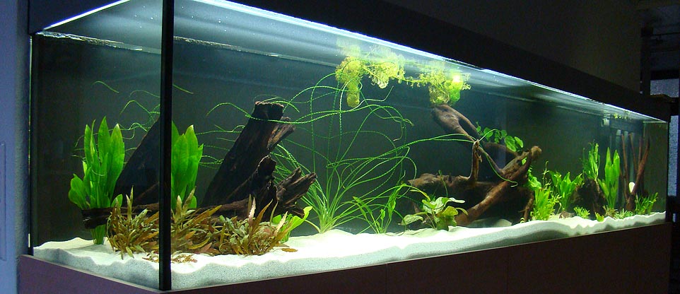 Aquarium in Lörrach