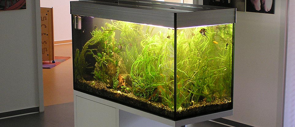 Aquarium in Wartezimmer in Freiburg