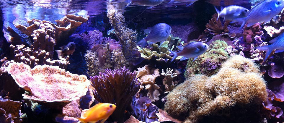 #nivoslider-caption-2 Meerwasseraquarium mit Korallen