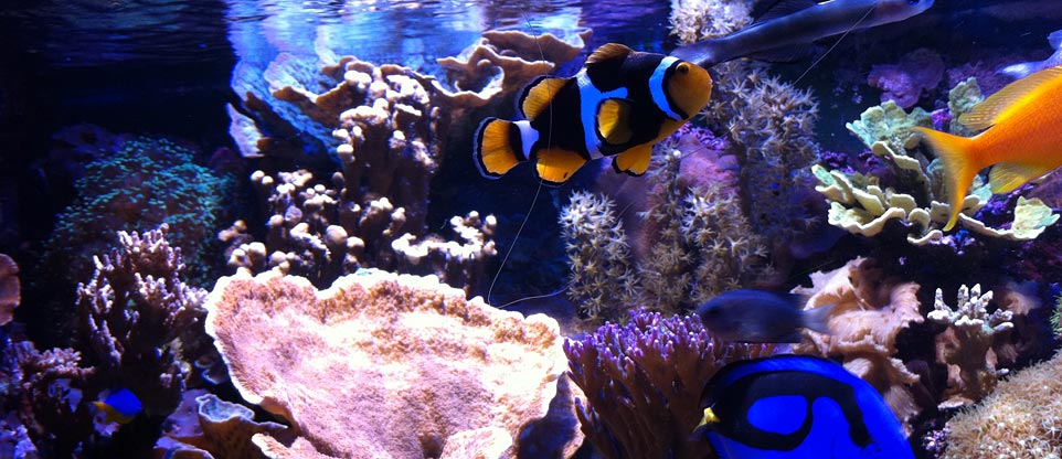 #nivoslider-caption-3 Meerwasseraquarium mit Korallen