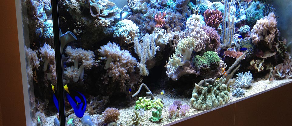 #nivoslider-caption-5 Meerwasseraquarium mit Korallen