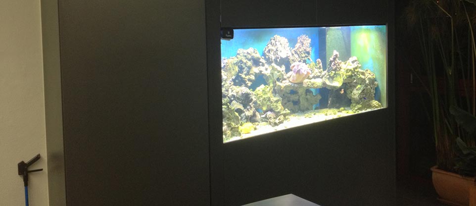 Meerwasseraquarium in Offenburg