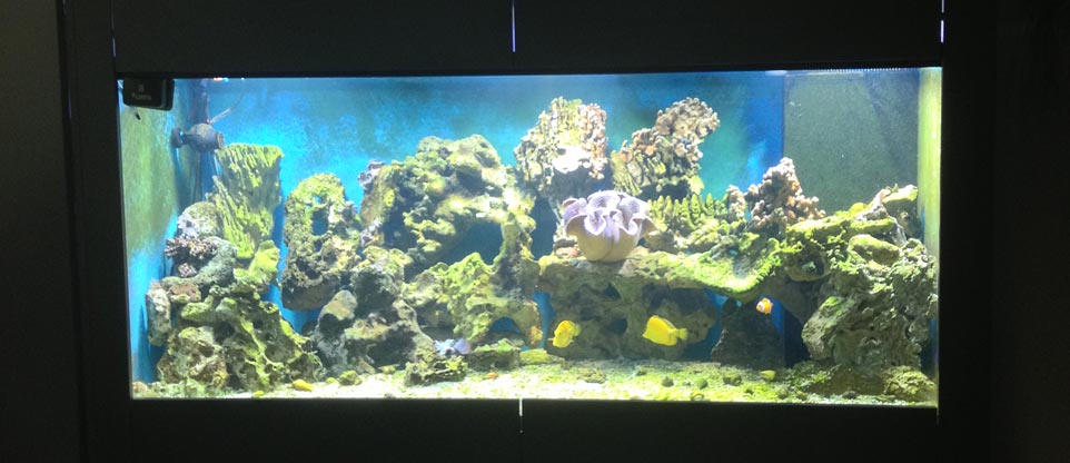 Meerwasseraquarium in Offenburg