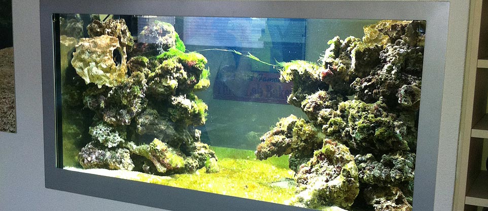 Meerwasseraquarium in Zürich