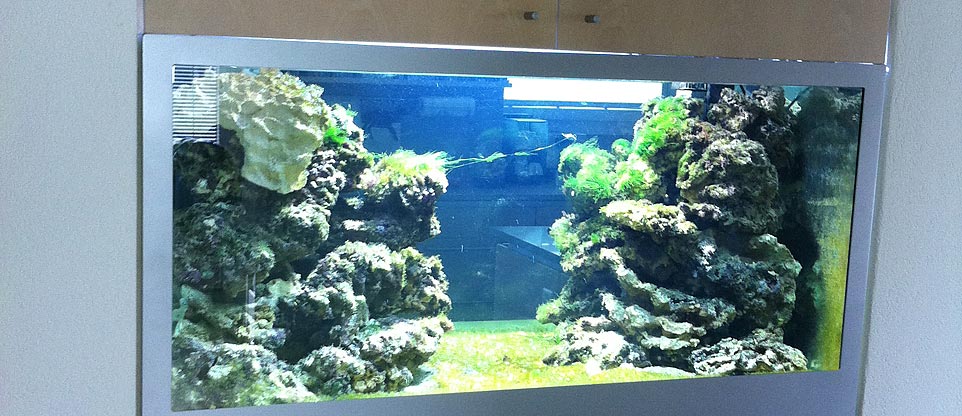 Meerwasseraquarium (Rückseite) in Zürich