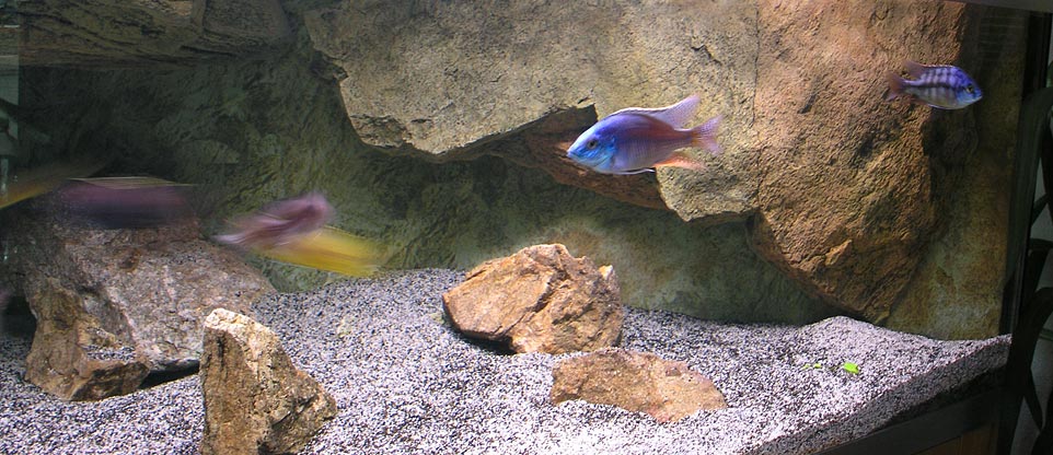 Wohnzimmeraquarium in Freiburg