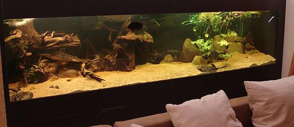 Wohnzimmeraquarium in Lörrach
