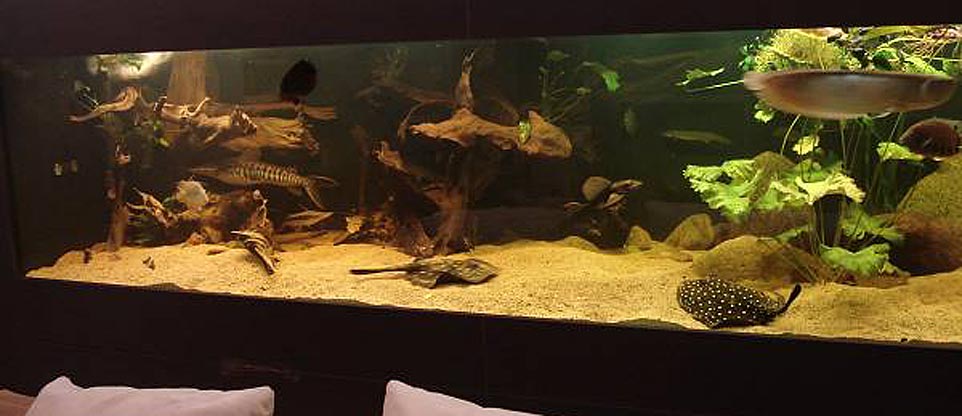 Wohnzimmeraquarium in Lörrach