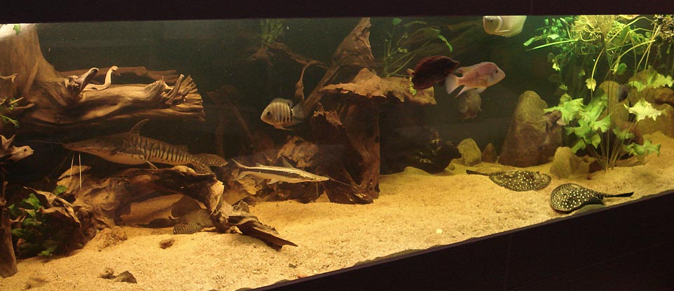 Wohnzimmeraquarium in Lörrach