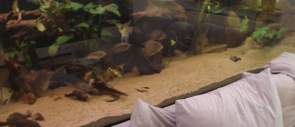 Wohnzimmeraquarium in Lörrach