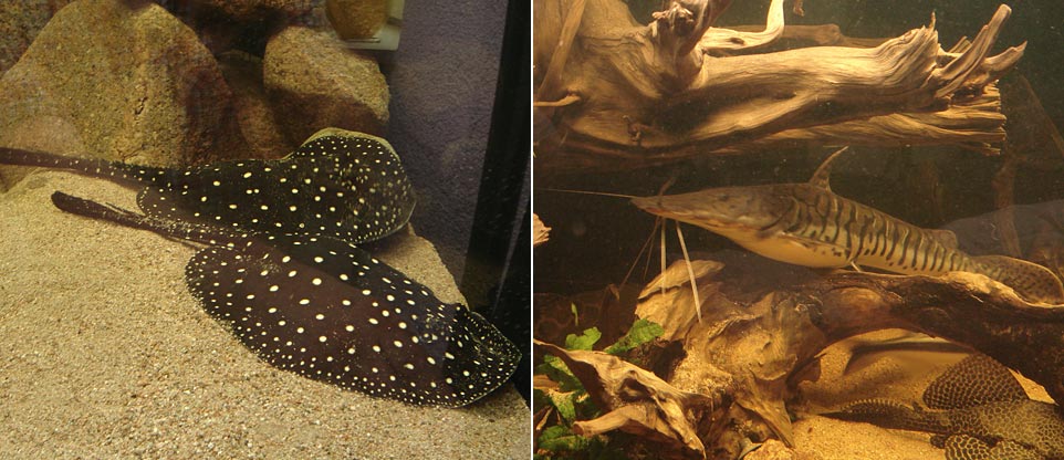 Wohnzimmeraquarium in Lörrach