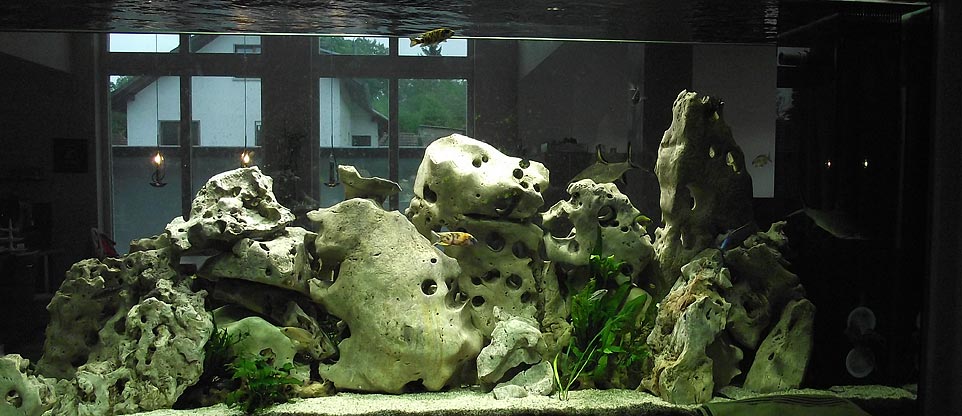 Wohnzimmeraquarium in Offenburg